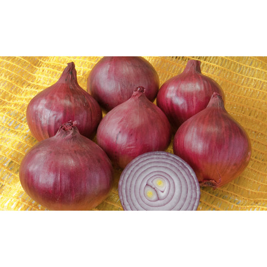 ONION; Robelja